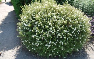 Potentilla fruticosa 'Abbotswood'