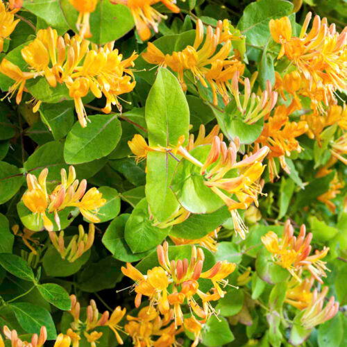 Lonicera henryi - Obrázek 1