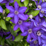 Clematis 'The President' - Obrázek 2