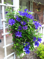 Clematis 'The President'