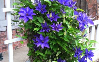 Clematis 'The President'