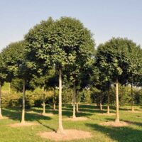 Fraxinus ornus 'Mecsek' 225 KM