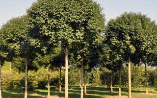 Fraxinus ornus 'Mecsek' 225 KM