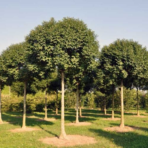 Fraxinus ornus 'Mecsek' 225 KM - Obrázek 1