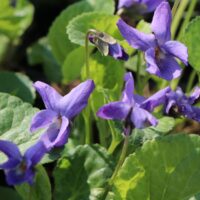 Viola odorata 'Königin Charlotte'