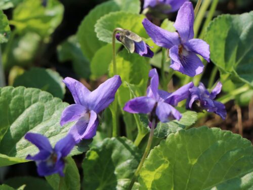 Viola odorata 'Königin Charlotte' - Obrázek 1