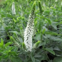 Veronica longifolia 'First Lady'