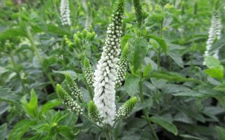 Veronica longifolia 'First Lady'
