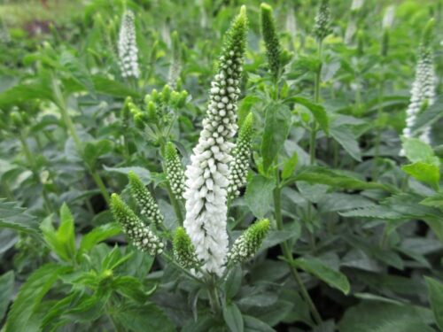 Veronica longifolia 'First Lady' - Obrázek 1