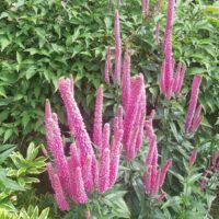 Veronica longifolia 'First Kiss'