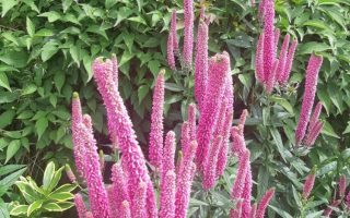 Veronica longifolia 'First Kiss'