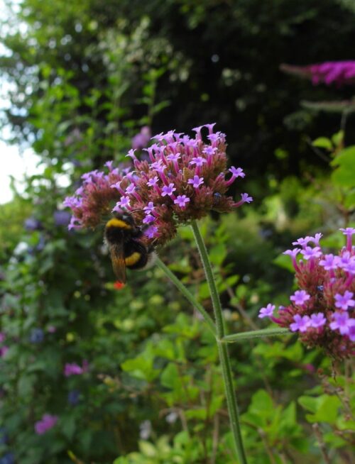 Verbena bonariensis - Image 1