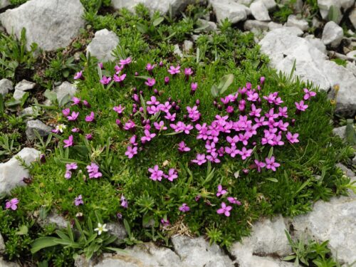 Silene acaulis - Obrázek 1