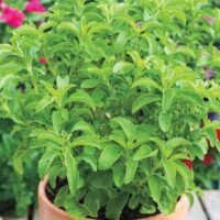 Stevia rebaudiana 'Sweety'