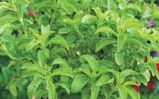 Stevia rebaudiana 'Sweety'
