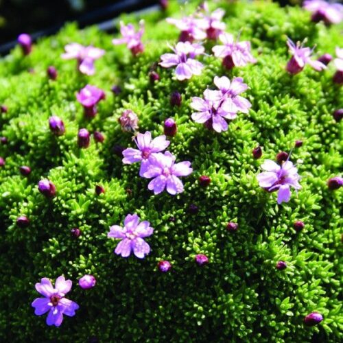 Silene acaulis 'Mount Snowdon' - Image 1