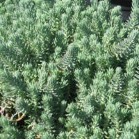 Sedum reflexum