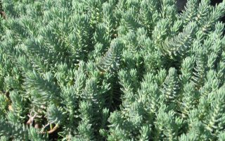 Sedum reflexum