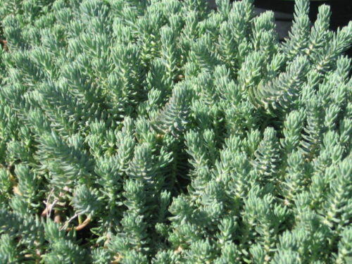 Sedum reflexum - Obrázek 1