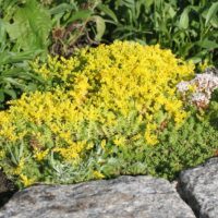 Sedum acre