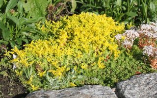 Sedum acre