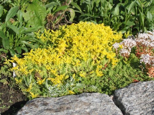 Sedum acre - Obrázek 1