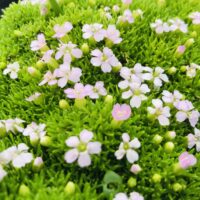 Silene acaulis 'Frances'