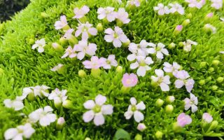 Silene acaulis 'Frances'