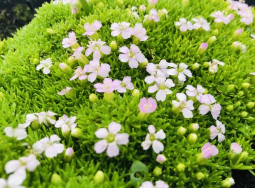 Silene acaulis 'Frances' - Obrázek 1