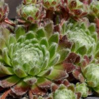 Sempervivum arachn. ssp. arachnoideum