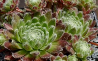 Sempervivum arachn. ssp. arachnoideum