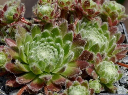 Sempervivum arachn. ssp. arachnoideum - Obrázek 1