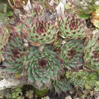 Sempervivum calcareum