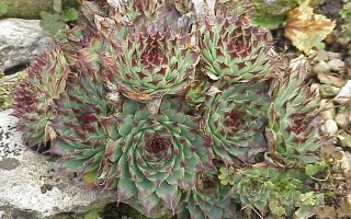 Sempervivum calcareum