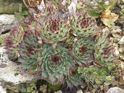 Sempervivum calcareum - Obrázek 1