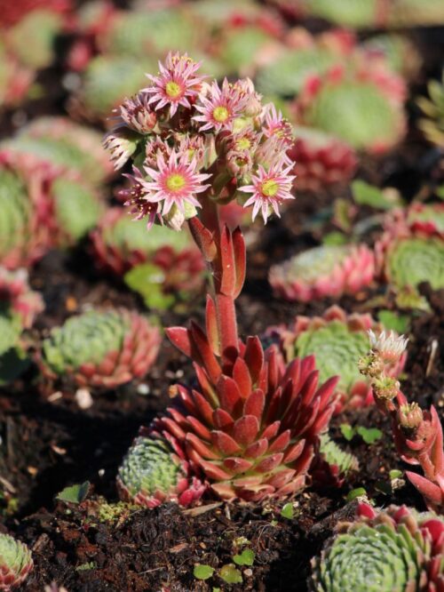 Sempervivum ‘Hey–Hey' - Image 1