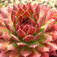 Sempervivum 'Fire Glint'