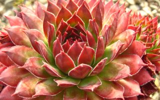 Sempervivum 'Fire Glint'