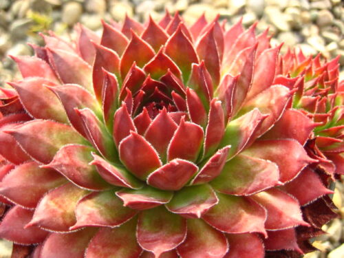 Sempervivum 'Fire Glint' - Obrázek 1