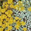 Sedum spathulifolium 'Cape Blanco' - P13