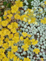 Sedum spathulifolium 'Cape Blanco'
