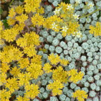 Sedum spathulifolium 'Cape Blanco'