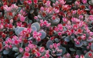 SEDUM hybridum 'Sunsparkler Blue Elf'