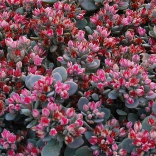 SEDUM hybridum 'Sunsparkler Blue Elf' - Obrázek 1