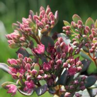 Sedum cauticola