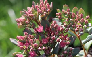 Sedum cauticola