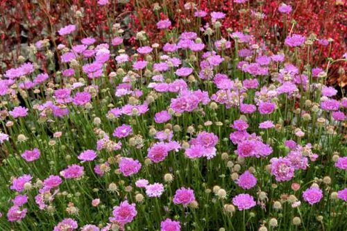 Scabiosa 'Vivid Violet' - Image 1