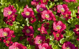 Saxifraga x arendsii 'Harder Zwerg'