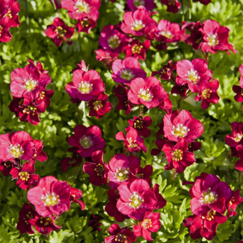 Saxifraga x arendsii 'Harder Zwerg' - Obrázek 1