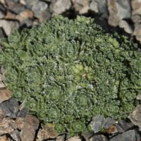 Saxifraga paniculata 'Minutifolia'